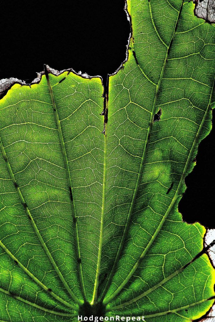 HodgeonRepeat blog - on mothering imperfectly - close up of imperfect green leaf